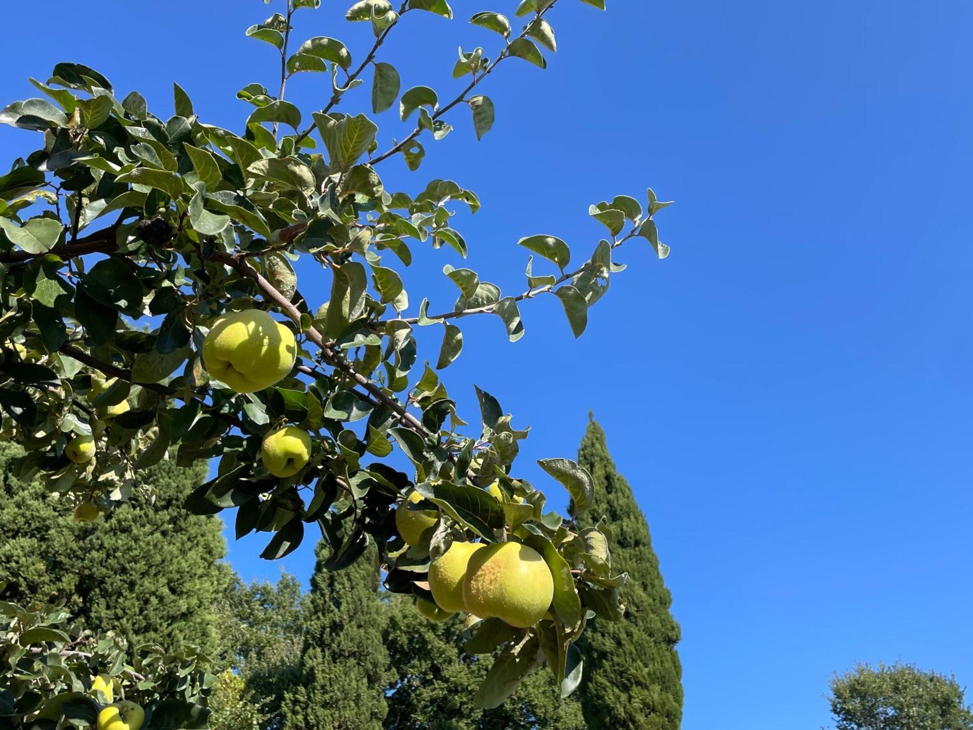 Casamoira Lägenhet Trequanda Exteriör bild